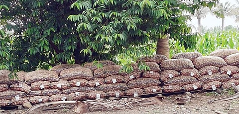 Onion Market