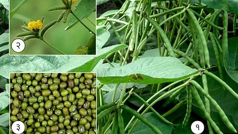 Moong Shenga : मुगाच्या ओल्या शेंगाला प्रतिकिलो शंभर ते सव्वाशेचा भाव