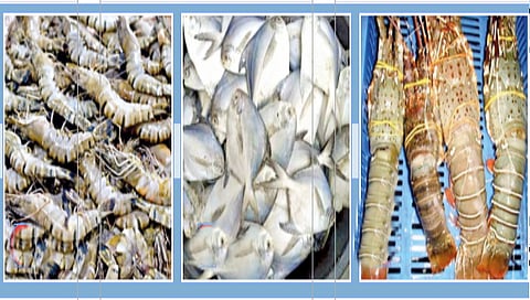 uk-opens-doors-for-indian-seafood-exports-new-market-access