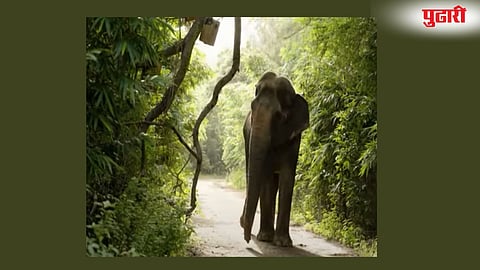 Madhuri Elephant