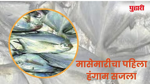 Fish Prices Increased : मासेमारीचा हंगाम ! घोळ माशांच्या जॅक पॉटमधून मिळाले चक्क 4 कोटी
