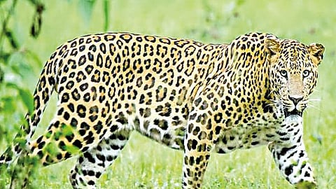 Leopard sighting |