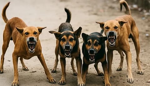 Stray dog attacks