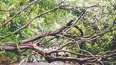 Amboli Ghat Tree Fall
