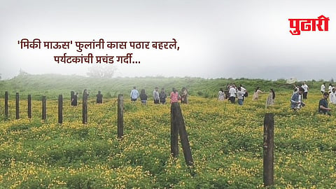 Kas pathar satara latest news