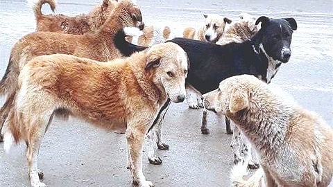 Stray Dog Menace 