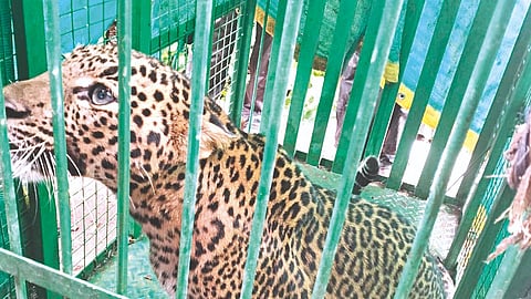 leopard news