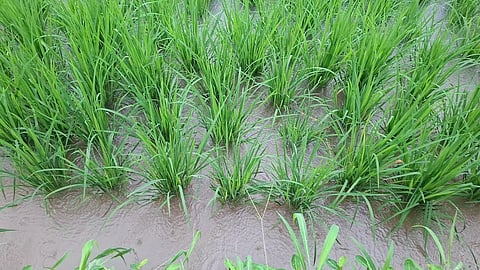 Paddy Fields  waterlogging