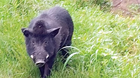 Taljai Wild Boar