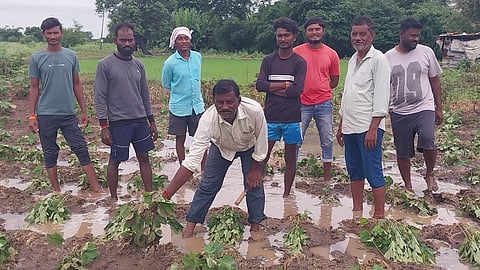 Warora taluka cotton crop damage