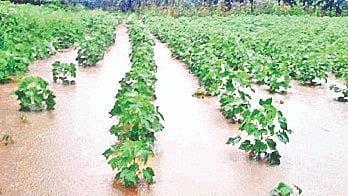 Marathwada Crop Damage : मराठवाड्यातील 9 लाख एकरवरील पिके भुईसपाट