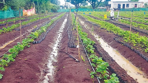 Jawali Mahabaleshwar Rain