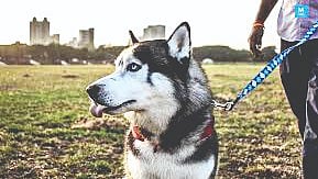 Dog waste disposal rules