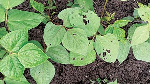 Soybean Crop Damage