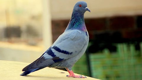 pigeon-with-note-threatens-bomb-blast