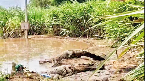 Sangli Flood