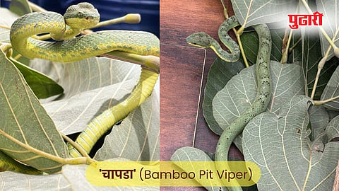 nagpur snake news