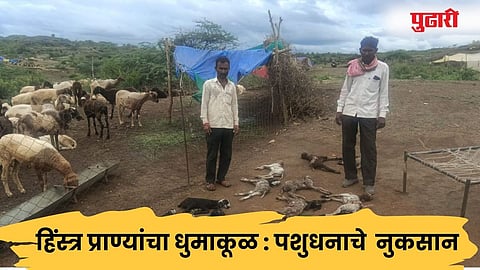 धुळे