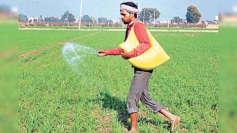 Urea shortage News  :  ऐन हंगामात युरीयाची टंचाई