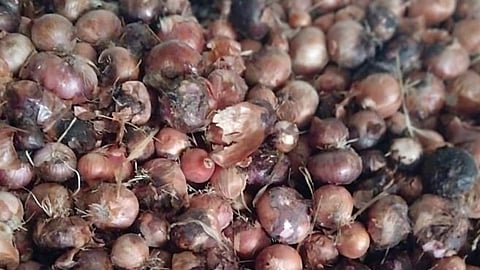 Saswad Onion news