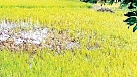 Crop Damage news