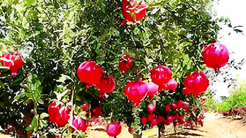 Pomegranate