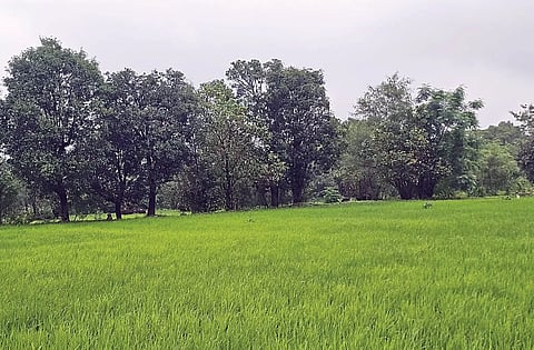 Pawan Maval Rice Crop