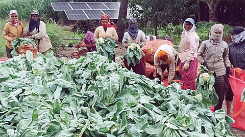 Cauliflower Rate