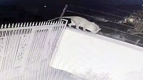 Leopard News