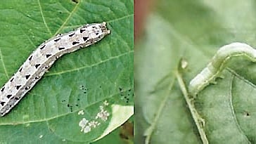 Crop Damage