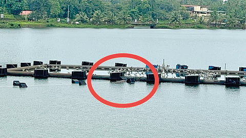 Crocodile Spotted Sawantwadi