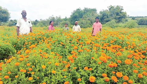 Marigold farming