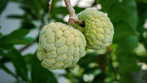 Pune