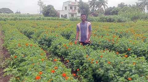 Marigold Price Drop