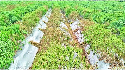 chilli farm 