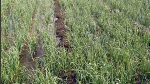 Crop Damage