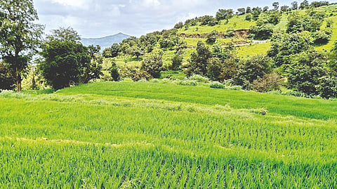 Satara News |