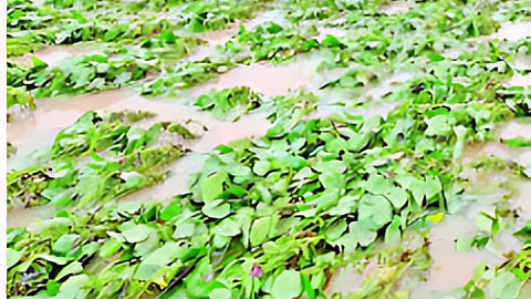 Latur News : बाधित पिकांच्या पंचनाम्याचे काम सुरु 