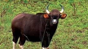 Chalanwadi Gaur Sighting 