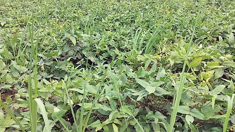 Sugarcane Intercropping