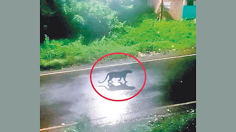 Leopard In Shrawan Market 