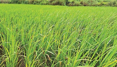 Rice crop disease