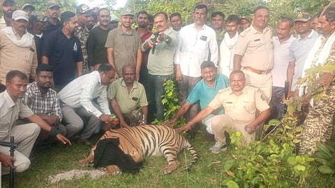 Tigress trapped |