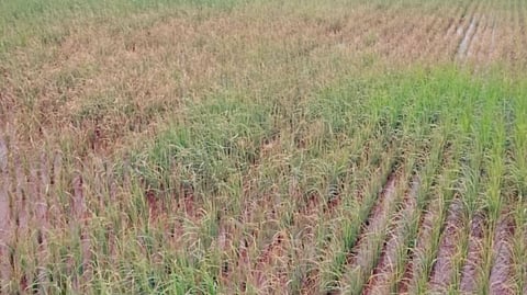Pasali Torna rice disease crop loss