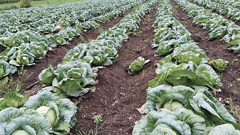 Cabbage Farmers Crisis