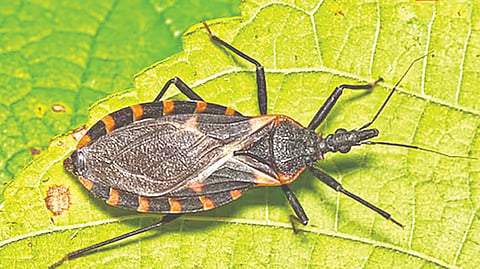 kissing bug scare in us