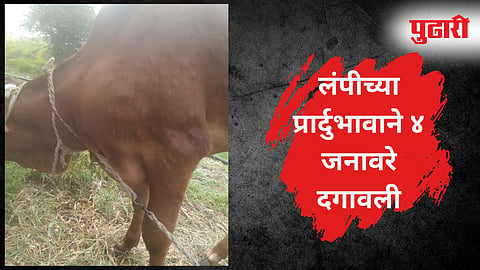 Purna News 