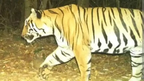 Tiger travelled 700 km in Dharashiv  