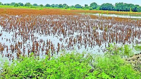 Dharashiv rain news