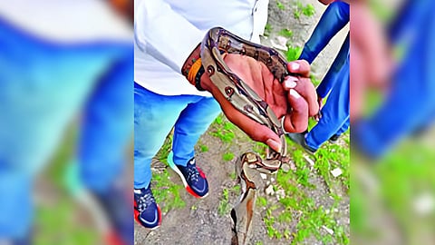 Common Boa Snake